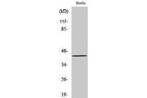 Western Blotting (WB) image for anti-Carbohydrate Sulfotransferase 10 (CHST10) (Internal Region) antibody (ABIN3175519) (CHST10 antibody  (Internal Region))