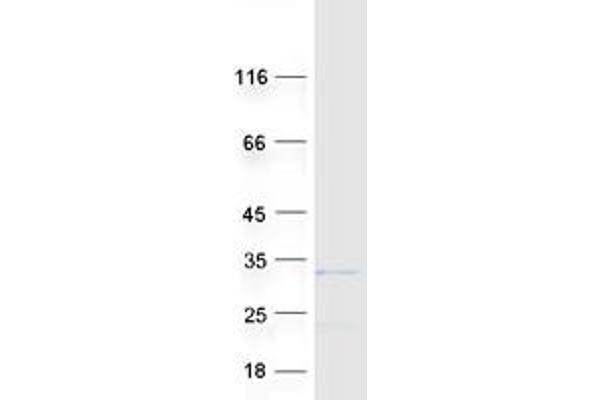 ROPN1L Protein (Myc-DYKDDDDK Tag)