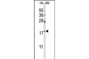 Western blot analysis of PIN1 Antibody in HL-60 cell line lysates (35ug/lane) (PIN1 antibody  (AA 30-56))