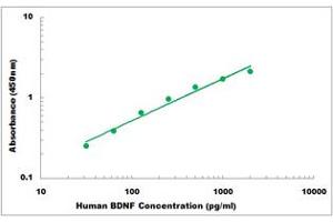 Representative Standard Curve (BDNF ELISA Kit)