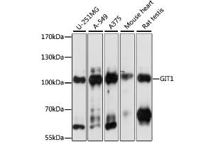 Western blot analysis of extracts of various cell lines, using GIT1 antibody. (GIT1 antibody)