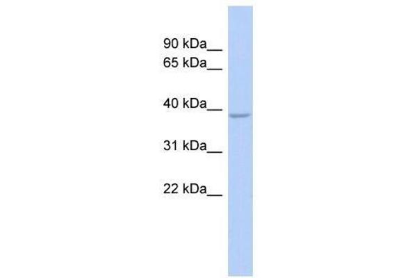 SOX7 antibody  (Middle Region)