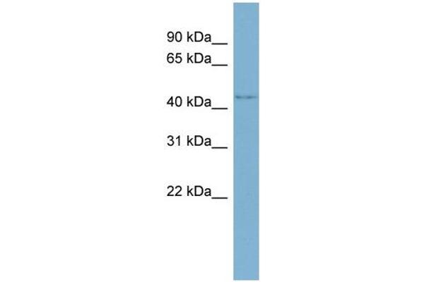 WDR8 antibody  (Middle Region)