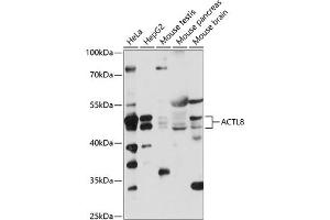 Western blot analysis of extracts of various cell lines, using  antibody (ABIN7265388) at 1:1000 dilution. (Actin-Like 8 antibody  (AA 1-366))