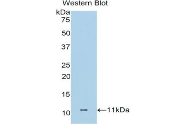 Dermcidin antibody  (AA 18-110)