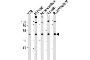 Western Blotting (WB) image for anti-Retina and Anterior Neural Fold Homeobox (RAX) antibody (ABIN2997876) (RAX antibody)