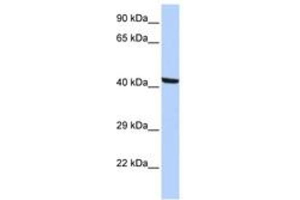 KPTN antibody  (N-Term)