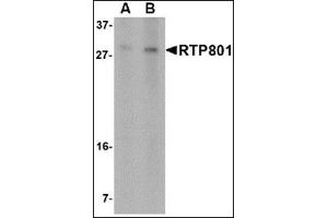 Western blot analysis of RTP801 in 293 cell lysate with this product at (A) 2 and (B) 4 μg/ml. (DDIT4 antibody  (N-Term))