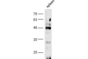 Western Blotting (WB) image for anti-cAMP Responsive Element Binding Protein 1 (CREB1) (pSer133) antibody (ABIN723980)