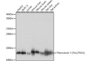 Western blot analysis of extracts of various cell lines, using Thioredoxin 2 (Trx2/TXN2) (Trx2/TXN2) Rabbit mAb (ABIN1679919, ABIN3018909, ABIN3018910 and ABIN7101688) at 1:1000 dilution. (TXN2 antibody)