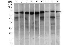 Western blot analysis using MARK3 mouse mAb against HeLa (1), SK-N-SH (2), K562 (3), HCT116 (4), HEK293 (5), 3T3L1 (6), NIH3T3 (7), Jurkat (8), and A431 (9) cell lysate. (MARK3 antibody  (AA 435-658))