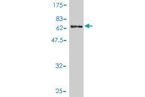 Western Blot detection against Immunogen (60. (MAPK10 antibody  (AA 1-319))