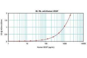 Image no. 1 for anti-Vascular Endothelial Growth Factor A (VEGFA) antibody (Biotin) (ABIN465472) (VEGFA antibody  (Biotin))