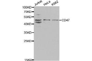 CD47 antibody  (AA 20-140)