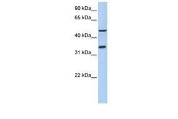 ICEF1 antibody  (AA 254-303)