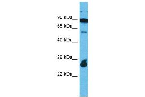 Western Blotting (WB) image for anti-Rap Guanine Nucleotide Exchange Factor (GEF)-Like 1 (RAPGEFL1) (C-Term) antibody (ABIN2499773) (RAPGEFL1 antibody  (C-Term))