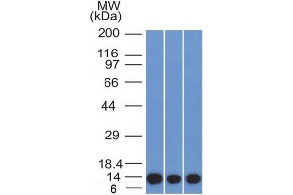 s100a4 antibody  (AA 1-200)