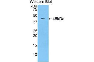 Western Blotting (WB) image for anti-Cerebral Dopamine Neurotrophic Factor (CDNF) (AA 33-187) antibody (ABIN1858352) (CDNF antibody  (AA 33-187))