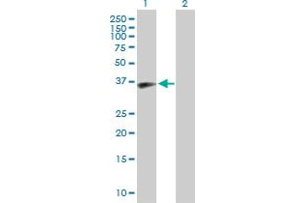 MOAP1 antibody  (AA 1-351)