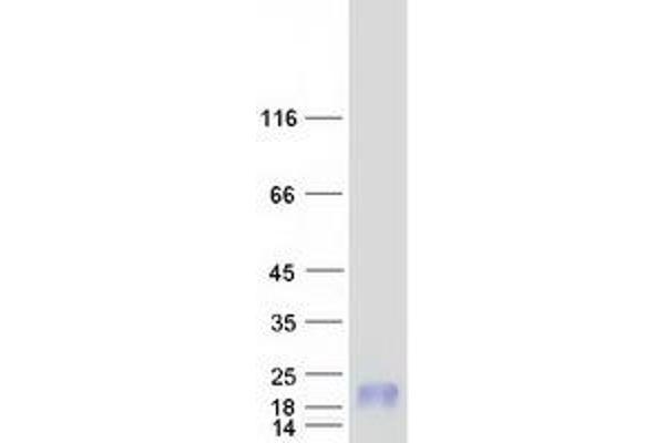 MT1F Protein (Myc-DYKDDDDK Tag)