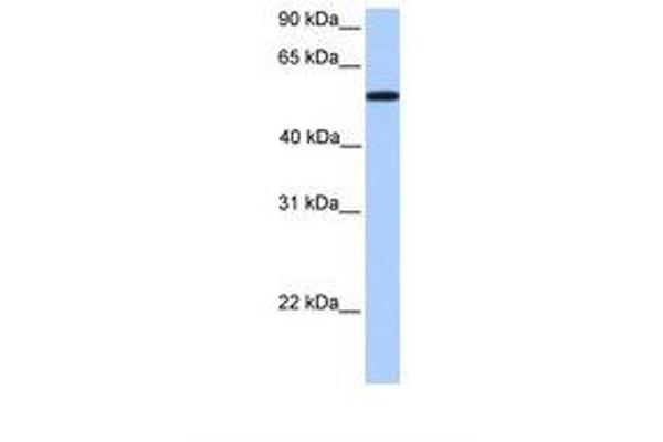 UGT2A3 antibody  (AA 301-350)