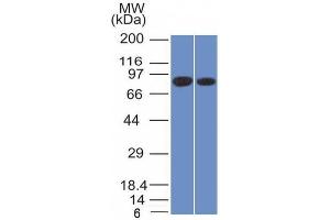 Western Blot of Analysis of PANC1 and MCF-7 cell lysate using Calnexin Mouse Monoclonal Antibody (CANX/1543). (Calnexin antibody  (N-Term))