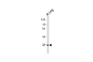 Rat Cdk4 Antibody (C-term) (ABIN1881714 and ABIN2843623) western blot analysis in rat lung tissue lysates (35 μg/lane). (CDK4 antibody  (C-Term))