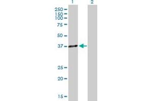 Western Blot analysis of HOXA5 expression in transfected 293T cell line by HOXA5 MaxPab polyclonal antibody. (HOXA5 antibody  (AA 1-270))