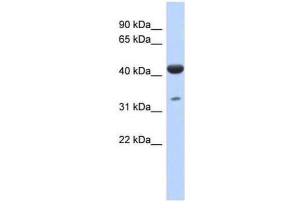 ISPD antibody  (N-Term)