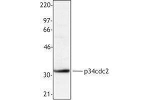 Western Blotting (WB) image for anti-Cyclin-Dependent Kinase 1 (CDK1) antibody (ABIN2666269) (CDK1 antibody)