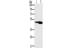 Gel: 8 % SDS-PAGE, Lysate: 40 μg, Lane 1-2: Hepg2 cells, hela cells, Primary antibody: ABIN7131133(SNX8 Antibody) at dilution 1/400, Secondary antibody: Goat anti rabbit IgG at 1/8000 dilution, Exposure time: 1 minute (SNX8 antibody)