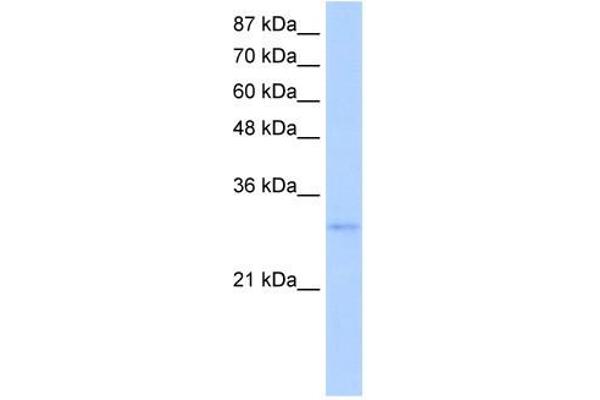 EXOSC6 anticorps  (N-Term)