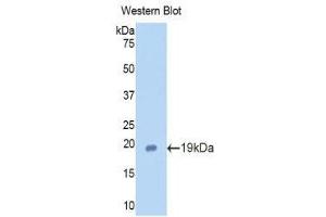 Western Blotting (WB) image for anti-Lactotransferrin (LTF) (AA 64-193) antibody (ABIN1859721) (Lactoferrin antibody  (AA 64-193))