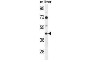 Western Blotting (WB) image for anti-UDP-GlcNAc:betaGal beta-1,3-N-Acetylglucosaminyltransferase 5 (B3GNT5) antibody (ABIN3004261) (B3GNT5 antibody)