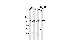 Western Blot at 1:2000 dilution Lane 1: A549 whole cell lysate Lane 2: Hela whole cell lysate Lane 3: HepG2 whole cell lysate Lane 4: HT-1080 whole cell lysate Lysates/proteins at 20 ug per lane. (CD130/gp130 antibody  (C-Term))