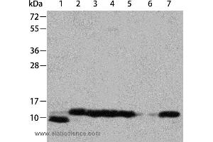 Western blot analysis of Hela, K562 cell, mouse brain, heart and kidney tissue, PC3 and Jurkat cell, using CYCS Polyclonal Antibody at dilution of 1:700 (Cytochrome C antibody)