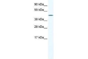 A830039H10RIK antibody (20R-1167) used at 0. (A830039H10RIK (C-Term) antibody)