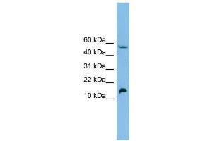 WB Suggested Anti-EPO Antibody Titration: 0. (EPO antibody  (Middle Region))
