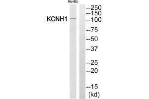 Western Blotting (WB) image for anti-Potassium Voltage-Gated Channel, Subfamily H (Eag-Related), Member 1 (KCNH1) (Internal Region) antibody (ABIN1851846) (KCNH1 antibody  (Internal Region))