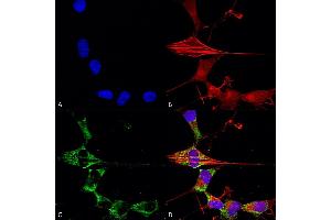 Immunocytochemistry/Immunofluorescence analysis using Mouse Anti-FGFA/FHFA (pan) Monoclonal Antibody, Clone S235-22 (ABIN1741073). (FGF13 antibody  (AA 2-18) (Atto 488))