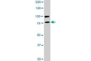 RALBP1 monoclonal antibody (M02), clone 2A1. (RALBP1 antibody  (AA 1-655))