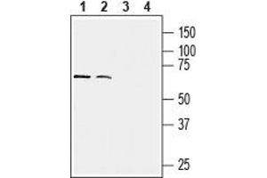 Western blot analysis of human NK-92MI natural killer cells (lanes 1 and 3) and human THP-1 acute monocytic leukemia (lanes 2 and 4) cell lysates: - 1,2. (CX3CR1 antibody  (Extracellular, N-Term))