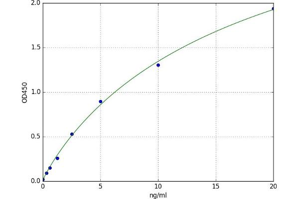 LIM Domain Kinase 1 ELISA Kit