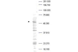 Western blot analysis is shown using  Affinity Purified anti-Plk-1 pT210 antibody to detect endogenous protein present in a Mouse A20 whole cell lysate (arrowhead). (PLK1 antibody  (pThr210))