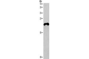 Western Blotting (WB) image for anti-Tumor Necrosis Factor Receptor Superfamily, Member 17 (TNFRSF17) antibody (ABIN2432069) (BCMA antibody)