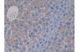 IHC-P analysis of Mouse Liver Tissue, with DAB staining. (APOC4 antibody  (AA 28-124))