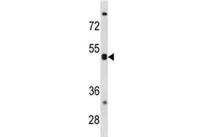 CXCR5 antibody western blot analysis in K562 lysate. (CXCR5 antibody  (AA 1-30))