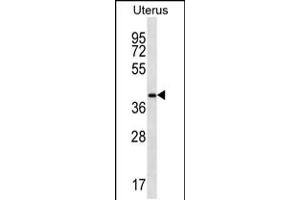 Western blot analysis in human normal Uterus tissue lysates (35ug/lane). (OR2V2 antibody  (C-Term))