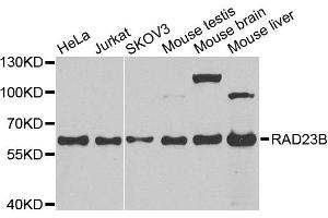 Western blot analysis of extracts of various cell lines, using RAD23B antibody. (RAD23B antibody  (AA 50-150))