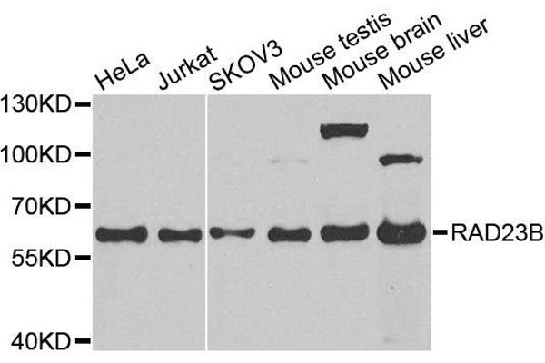 RAD23B antibody  (AA 50-150)